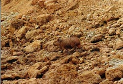 a baby Capybara