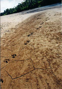 Jaguar footprints on the beach