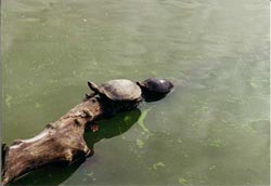 Turtles are sat on nearly every log