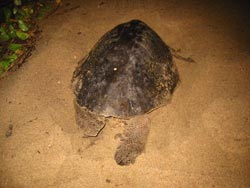 Click here to see the turtle story and pics