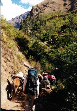 Horses carrying supplies to the last village before Machu Picchu, another 30kms ahead